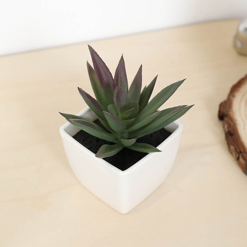 Mini copo de fada suculenta ar - Bonsai Garden Ideas avaliação e preço