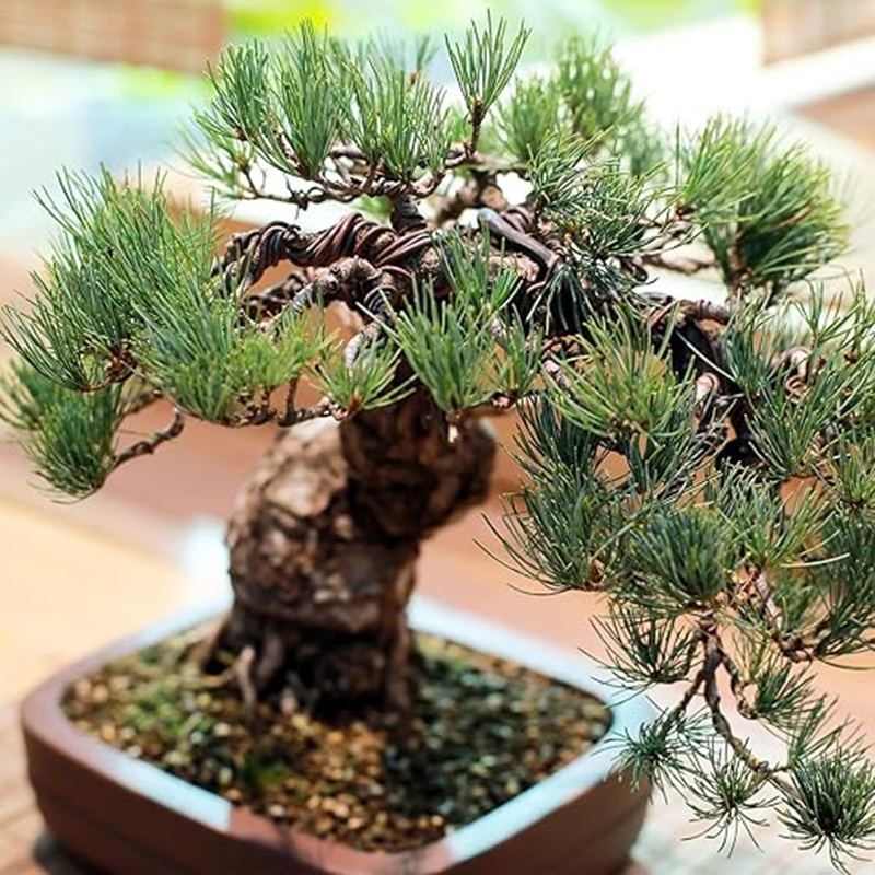 Fio de Alumínio Preto de 1mm p - Bonsai Garden Art avaliação e preço
