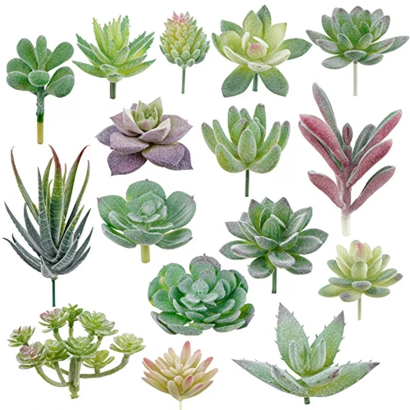 10/20 Peças de Plantas Suculen - Bonsai Garden Ideas avaliação e preço